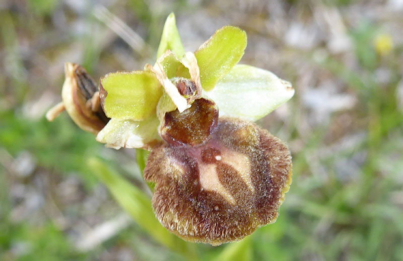 Ophrys sphegodes subsp. sphegodes